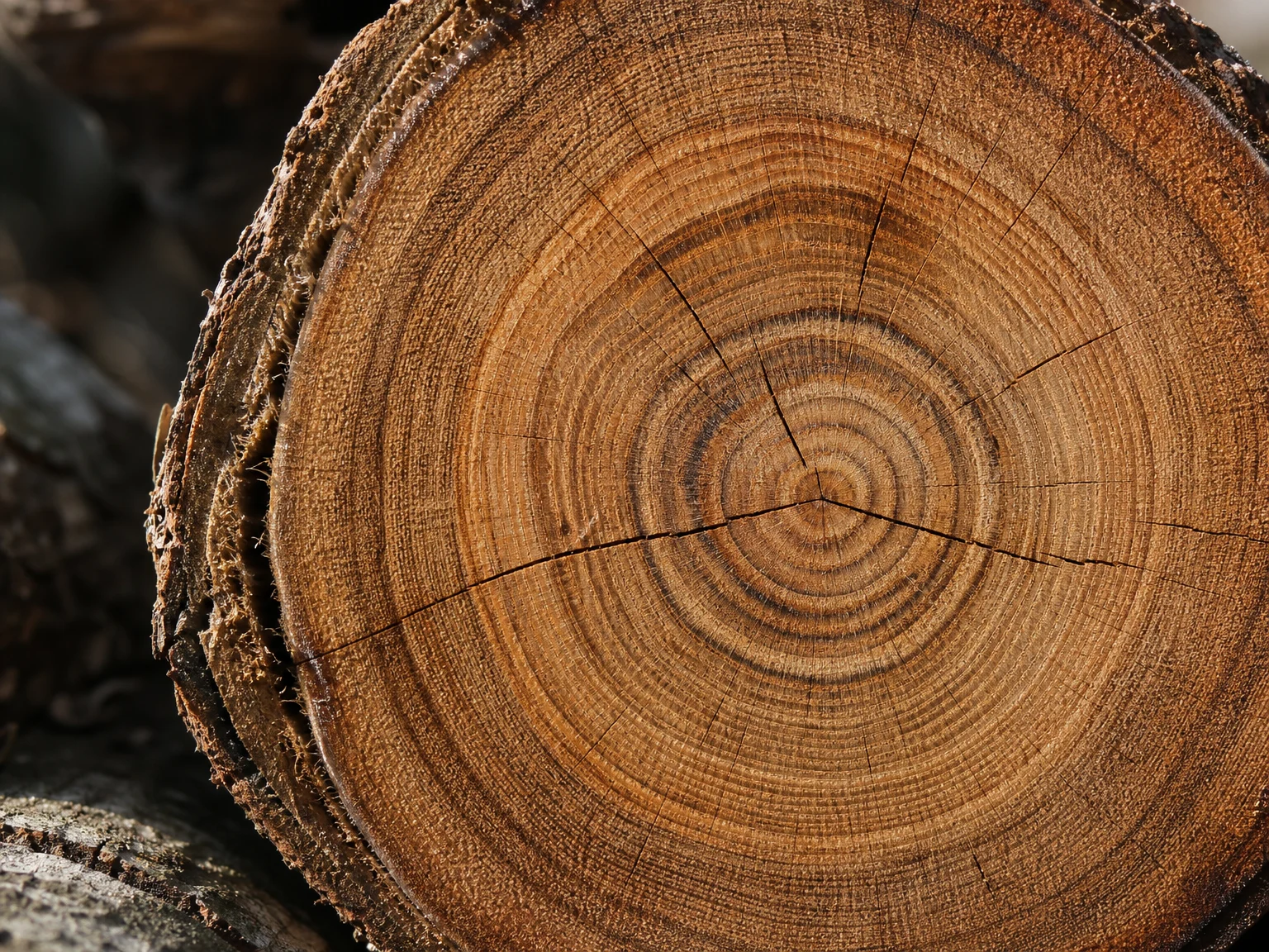 Nahaufnahme von Jahresringen in warmem Holz, konzentrische Linien wie stille Erinnerungsschichten